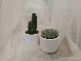 Image result for Mehikasvi