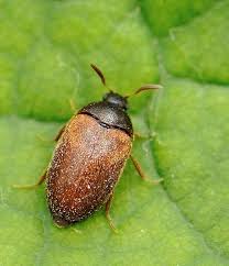 Attēlu rezultāti vaicājumam “Attagenus smirnovi”