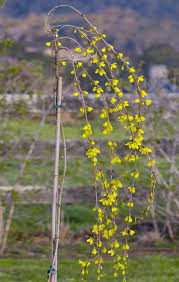 Attēlu rezultāti vaicājumam “Forsythia suspensa flower”