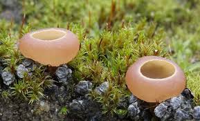 Attēlu rezultāti vaicājumam “Ciboria amentacea”