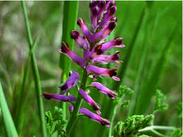 Attēlu rezultāti vaicājumam “Fumaria officinalis leaf”