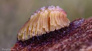 Attēlu rezultāti vaicājumam “Stemonitis pallida var. rubescens macro”