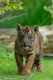 Attēlu rezultāti vaicājumam “Diderma tigrinum young”