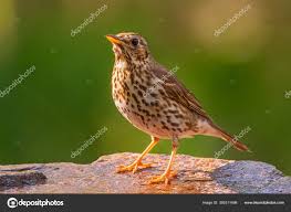 Attēlu rezultāti vaicājumam “Turdus philomelos”