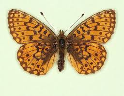 Attēlu rezultāti vaicājumam “Clossiana selene upperside”