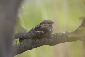 Attēlu rezultāti vaicājumam “Caprimulgus europaeus egg”