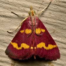 Attēlu rezultāti vaicājumam “Gelechia scotinella”