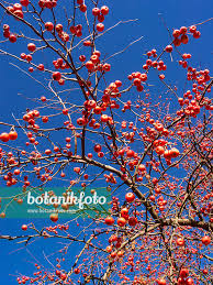 Attēlu rezultāti vaicājumam “Malus mandshurica fruit”