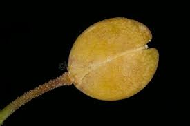 Attēlu rezultāti vaicājumam “Lepidium densiflorum fruit”