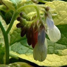 Attēlu rezultāti vaicājumam “Symphytum grandiflorum”