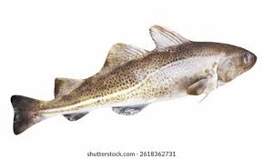 Image result for Gadus macrocephalus