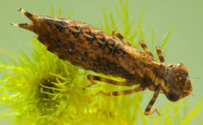 Attēlu rezultāti vaicājumam “Aeshna grandis”