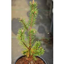 Attēlu rezultāti vaicājumam “Pinus banksiana”