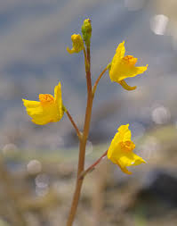 Attēlu rezultāti vaicājumam “Utricularia vulgaris flower”
