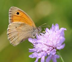 Attēlu rezultāti vaicājumam “Maniola jurtina”