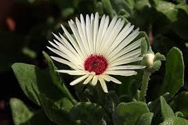 Image result for Mesembryanthemum criniflorum
