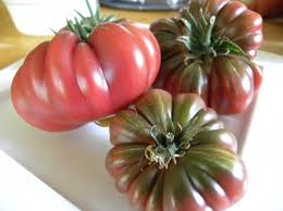 Afbeeldingsresultaat voor purple calabash tomato