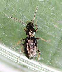 Attēlu rezultāti vaicājumam “Bembidion sp.”