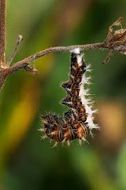 Attēlu rezultāti vaicājumam “Polygonia c-album larva”