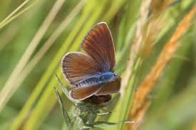 Attēlu rezultāti vaicājumam “Cyaniris semiargus male”