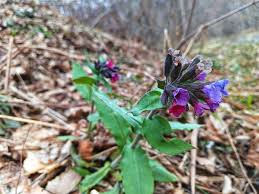 Attēlu rezultāti vaicājumam “Pulmonaria obscura leaf”