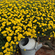 Image result for Anthemis tinctoria