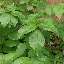 Attēlu rezultāti vaicājumam “Juglans regia leaf”