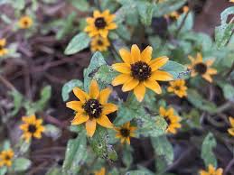 Image result for Sanvitalia procumbens