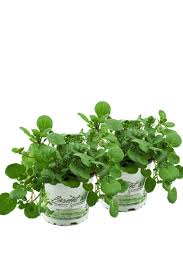 Image result for Brunnenkresse