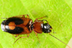 Attēlu rezultāti vaicājumam “Badister bullatus”