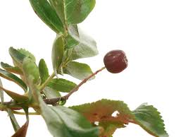 Attēlu rezultāti vaicājumam “x Sorbaronia fallax”