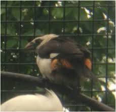 Attēlu rezultāti vaicājumam “Passeriformes”