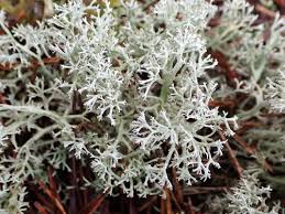 Attēlu rezultāti vaicājumam “Cladonia mitis”