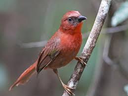 Attēlu rezultāti vaicājumam “Trachyspora intrusa”