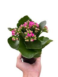Image result for Kalanchoe blossfeldiana