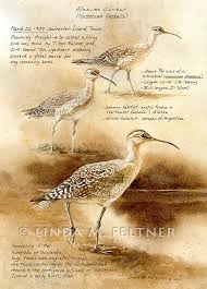 Image result for Numenius borealis