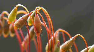 Attēlu rezultāti vaicājumam “Pogonatum dentatum macro”