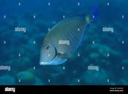 Image result for Acanthurus chirurgus