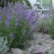 Image result for Lavendel