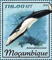 Image result for Balaenoptera omurai