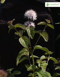 Attēlu rezultāti vaicājumam “Mentha x verticillata”