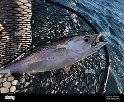 Image result for Euthynnus alletteratus