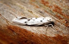 Attēlu rezultāti vaicājumam “Cribraria sp.”