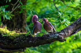 Attēlu rezultāti vaicājumam “Garrulus glandarius adult”