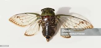 Attēlu rezultāti vaicājumam “Auchenorrhyncha”