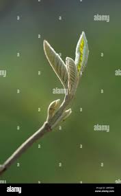 Attēlu rezultāti vaicājumam “Viburnum opulus bud”