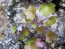 Attēlu rezultāti vaicājumam “Cymbalaria muralis leaf”