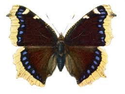 Attēlu rezultāti vaicājumam “Nymphalis xanthomelas larva”