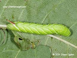 Attēlu rezultāti vaicājumam “Sphinx ligustri larva”