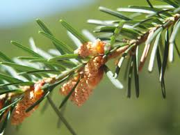 Attēlu rezultāti vaicājumam “Pseudotsuga menziesii flower”